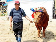 ★ 화려한공격력 "성난황소..