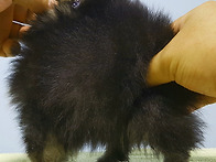 블랙탄 머시매들(분양완료..