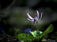 바람난 여인 (얼레지)