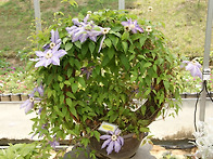 청남대를 다녀오면서...4