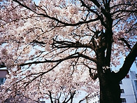 2010년 신탄진 벚꽃