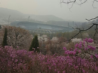 진달래축제