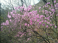 삼성산