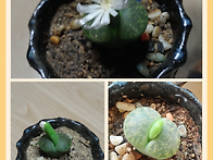 귀엽죠~?