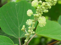 예덕나무의효능