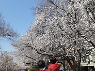 강촌마을 벗꽃