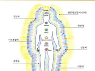 정묘한 에너지 신체