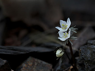 변산바람꽃