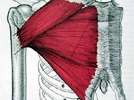 [Pectorialis..