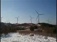 영덕대개 핸드폰 사진