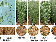 가치 있는 먹을거리, 명품..