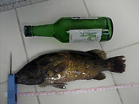 30cm 대물 꺽지