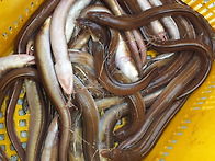 밤낚시?
