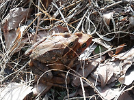 경칩이 지나서 인지라~~~