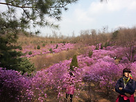 3월30일 원미산 진달래꽃 산행