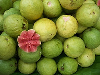 guava 구아바, ..