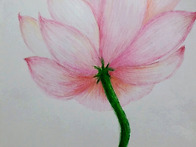 연꽃2