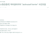 잭러셀테리어 "Jackrus..