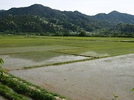 5월의 들녘 풍경-모내기
