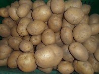 햇감자 팔아요~~(사진첨부..