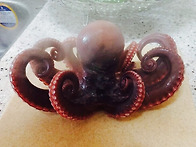 통발에 들어온 착한 문어~