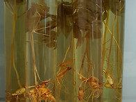 산삼주.벌떡주 야관문 효소