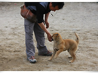 황구 강아지