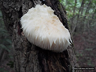 참나무 노루궁뎅이..