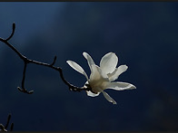 목련