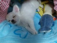 쭈쭈 소개할까해염 +_+