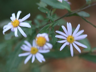 겨울국화