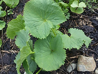 오대산 곰치 나물이 몸에 ..