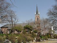 벚꽃핀 공세리성당