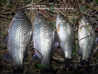 현지 낚시가게 사..