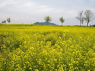 고창 청보리밭 축제 및 선..