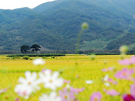 경남 하동군 평사리 들녁