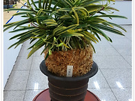 오완수님 출품작.