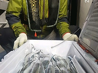 2019년 6월12일 조황입니다..