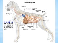 식도에 꽉끼인 이물 제거(내시경)