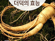 ◈ 산삼에 버금가는 더덕의..