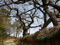 노거수 길(2019.04.08..