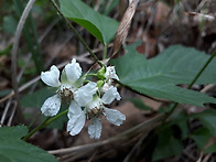 산딸기