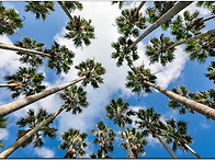 제주도 탐방 [한림공원] ..