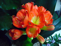 우리집에 핀 군자란꽃 천리..