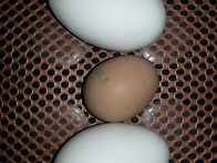 거위알과 닭알의 비교