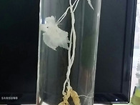 맛있는 꼴뚜기와