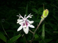 한국의 여름 야생화 ( 뻐..