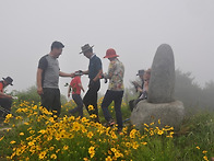 도고산 금계국(200614)