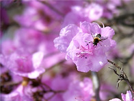 봄이면 어김없이 찾아오는..