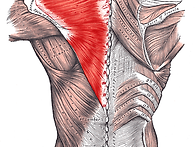 승모근에 대해서